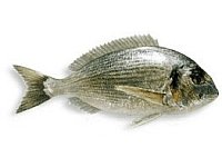 Dorada Dorada