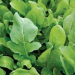 Rucola