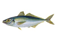 Stavrid